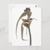 Audubon Vigor's Vireo Postkarte (Vorne/Hinten)