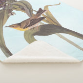 Audubon Vigor's Vireo Songbird Sherpadecke (3/4)