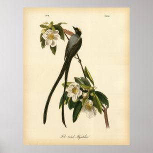 Audubon Vintag Floral Bird Gabelschwanz Flycatcher Poster