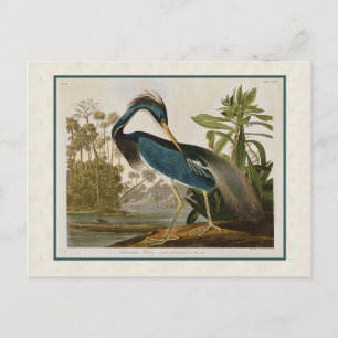 Audubon Vintage Louisiana-Reiher Postkarte