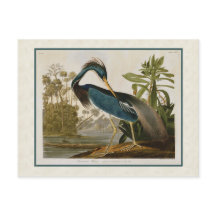 Audubon Vintage Louisiana-Reiher