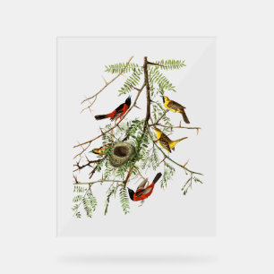 Audubon-Vögel - Orchard Oriole - Honigdorn Acrylschild
