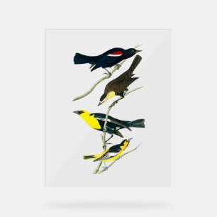 Audubon-Vögel - Star Oriole Trupial Acrylschild