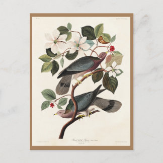 Audubon, Vögel von Amerika, Taube, Natur, Vintag Postkarte