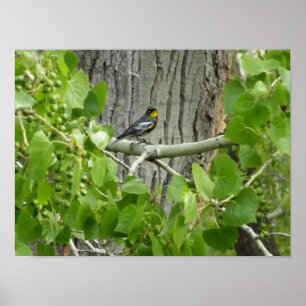 Audubon-Waldsänger Naturfotografie Poster