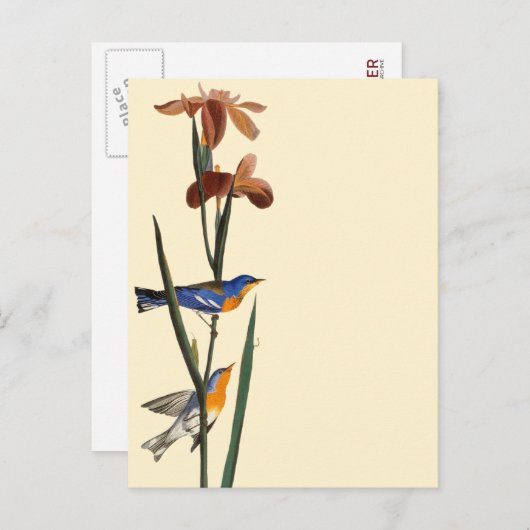 Audubon: Warbler Postkarte (Vorne/Hinten)