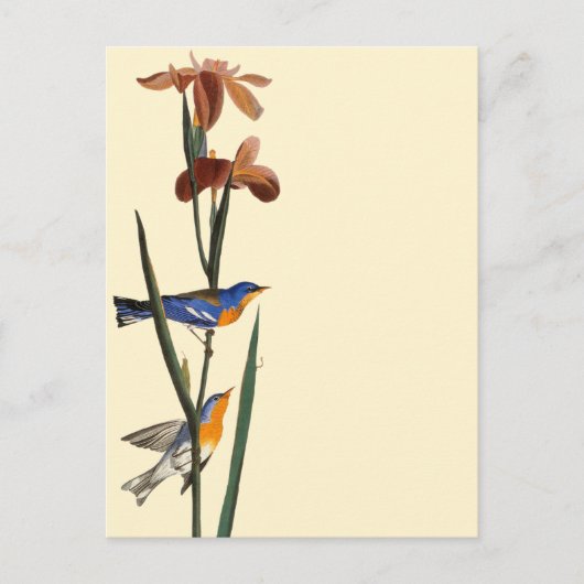 Audubon: Warbler Postkarte (Vorderseite)