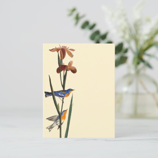 Audubon: Warbler Postkarte (Stehend Vorderseite)