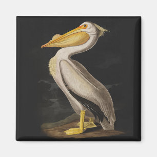 Audubon Weißer Pelikan Druck Magnet