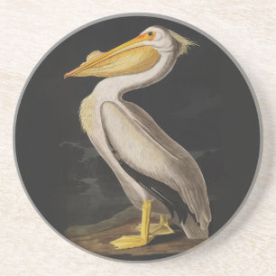 Audubon Weißer Pelikan Vogel Vintage Druck Getränkeuntersetzer