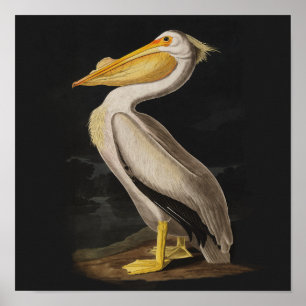 Audubon Weißer Pelikan Vogel Vintage Druck Poster