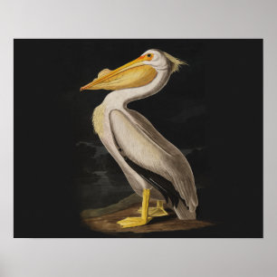 Audubon Weißer Pelikan Vogel Vintage-Druck Poster