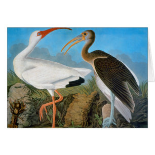 Audubon: Weißes IBIS