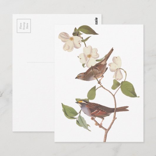 Audubon-Weißwurzelammer Postkarte (Vorne/Hinten)