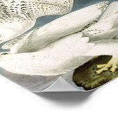 Audubon White Gyrfalcon White Bird Poster (Ecke)