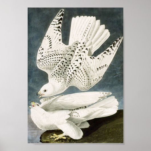 Audubon White Gyrfalcon White Bird Poster (Vorne)