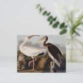 Audubon White Ibis Bird Wildlife Postkarte (Stehend Vorderseite)