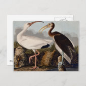 Audubon White Ibis Bird Wildlife Postkarte (Vorne/Hinten)