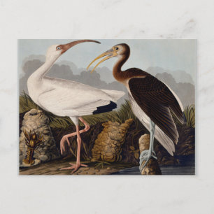 Audubon White Ibis Bird Wildlife Postkarte