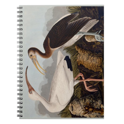 Audubon White Ibis Notizblock (Vorderseite)
