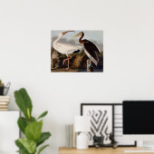 Audubon White Ibis Poster (Heimbüro)