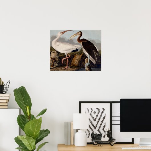 Audubon White Ibis Poster (Heimbüro)