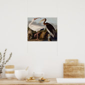 Audubon White Ibis Poster (Küche)