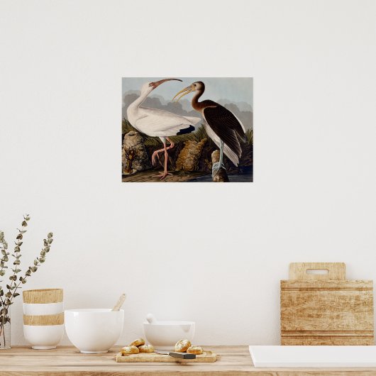 Audubon White Ibis Poster (Küche)