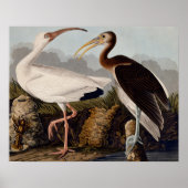 Audubon White Ibis Poster (Vorne)