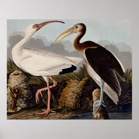 Audubon White Ibis Poster (Vorne)