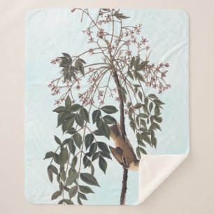 Audubon White Mit Augen Vireo Song Bird Kunst Sherpadecke