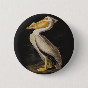 Audubon White Pelican Bird Vintag Print Button