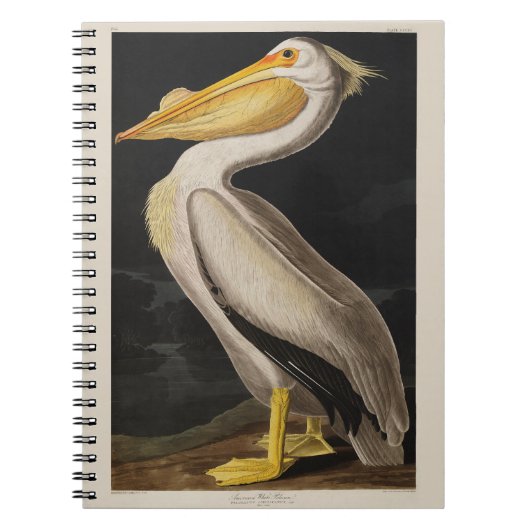 Audubon White Pelican Bird Vintag Print Notizblock (Vorderseite)