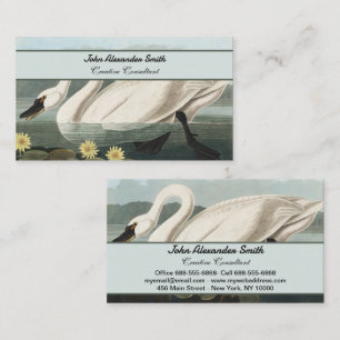 Audubon White Swan Wasservögel Malerei Visitenkarte