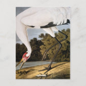 Audubon: Whooping Crane Postkarte (Vorderseite)