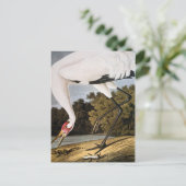 Audubon: Whooping Crane Postkarte (Stehend Vorderseite)