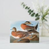 Audubon: Wigeon Postkarte (Stehend Vorderseite)