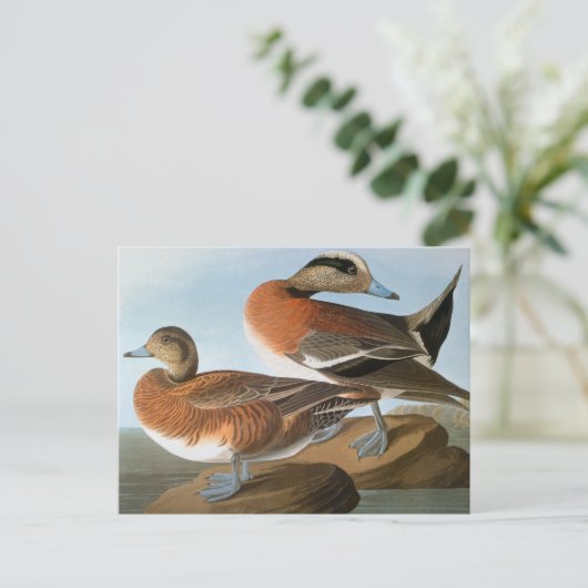 Audubon: Wigeon Postkarte (Stehend Vorderseite)