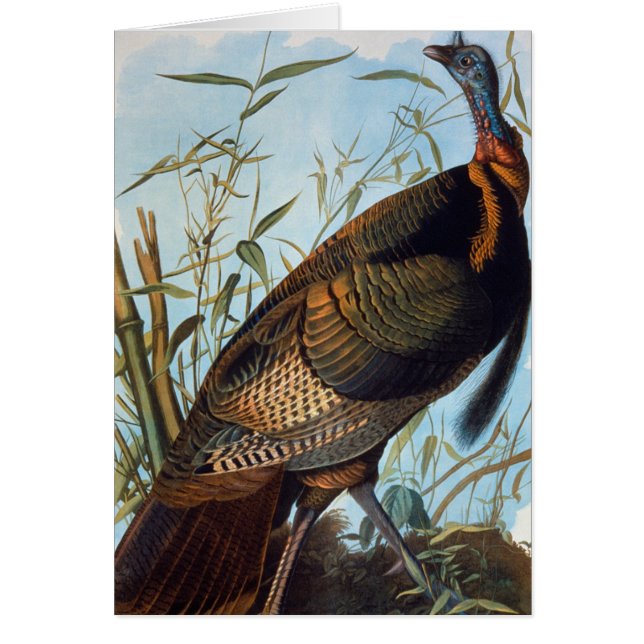 Audubon Wild Turkey (Vorne)