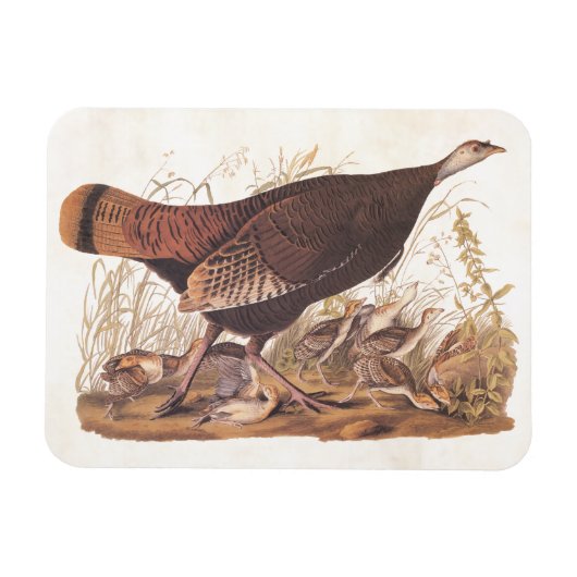 Audubon Wild Turkey Hen und Chicks im Herbst Magnet (Horizontal)