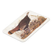 Audubon Wild Turkey Hen und Chicks im Herbst Magnet (Linke Seite)