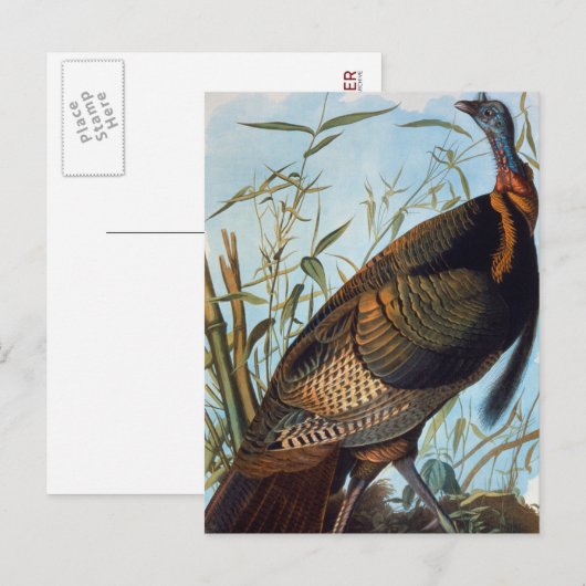 Audubon Wild Turkey Postkarte (Vorne/Hinten)