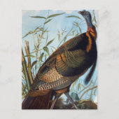 Audubon Wild Turkey Postkarte (Vorderseite)