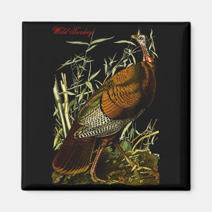 Audubon Wildtruth Nordamerikanische Vögel Bildung Magnet