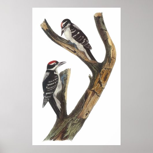 Audubon Woodpecker Poster (Vorne)