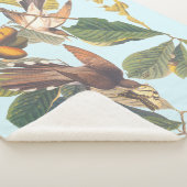 Audubon Yellow Billed Cuckoo Sherpadecke (3/4)