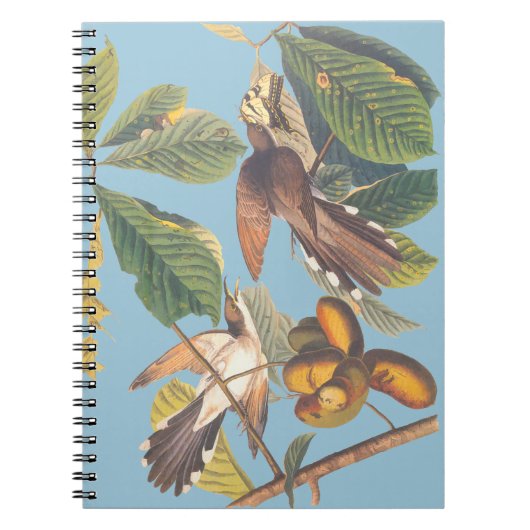 Audubon Yellow Billy Cuckoo Mini Clipboard Notizblock (Vorderseite)