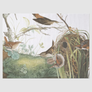 Audubon Zaunkönig-Nest-Vogel-Tier-Seidenpapier Seidenpapier
