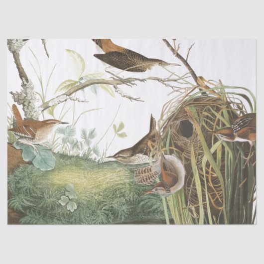 Audubon Zaunkönig-Nest-Vogel-Tier-Seidenpapier Seidenpapier (Vorderseite)