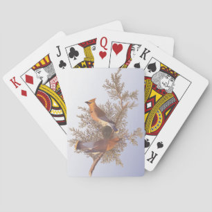 Audubon-Zedernseidenschwanz-Vogel auf immergrüner Spielkarten